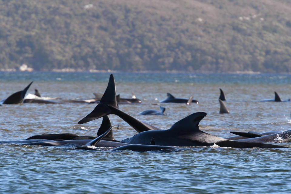 Pilot whales lie stranded on a sand bar near Strahan, Australia, Monday, Sept. 21, 2020. An estimated 250 whales are stuck on sandy shoals and government marine conservation staff have been deployed to the scene to attempt to rescue the whales. (Brodie Weeding/Pool Photo via AP)