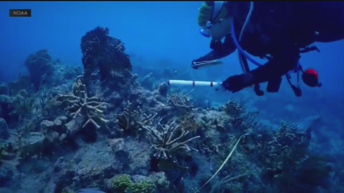 University of Miami researchers work to help coral reefs survive