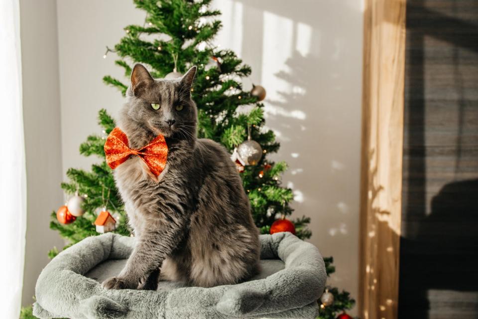 A domestic gray cat in a bow tie sits next to a decorated Christmas tree. 