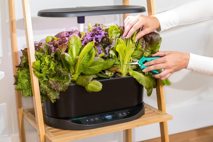 Aerogarden