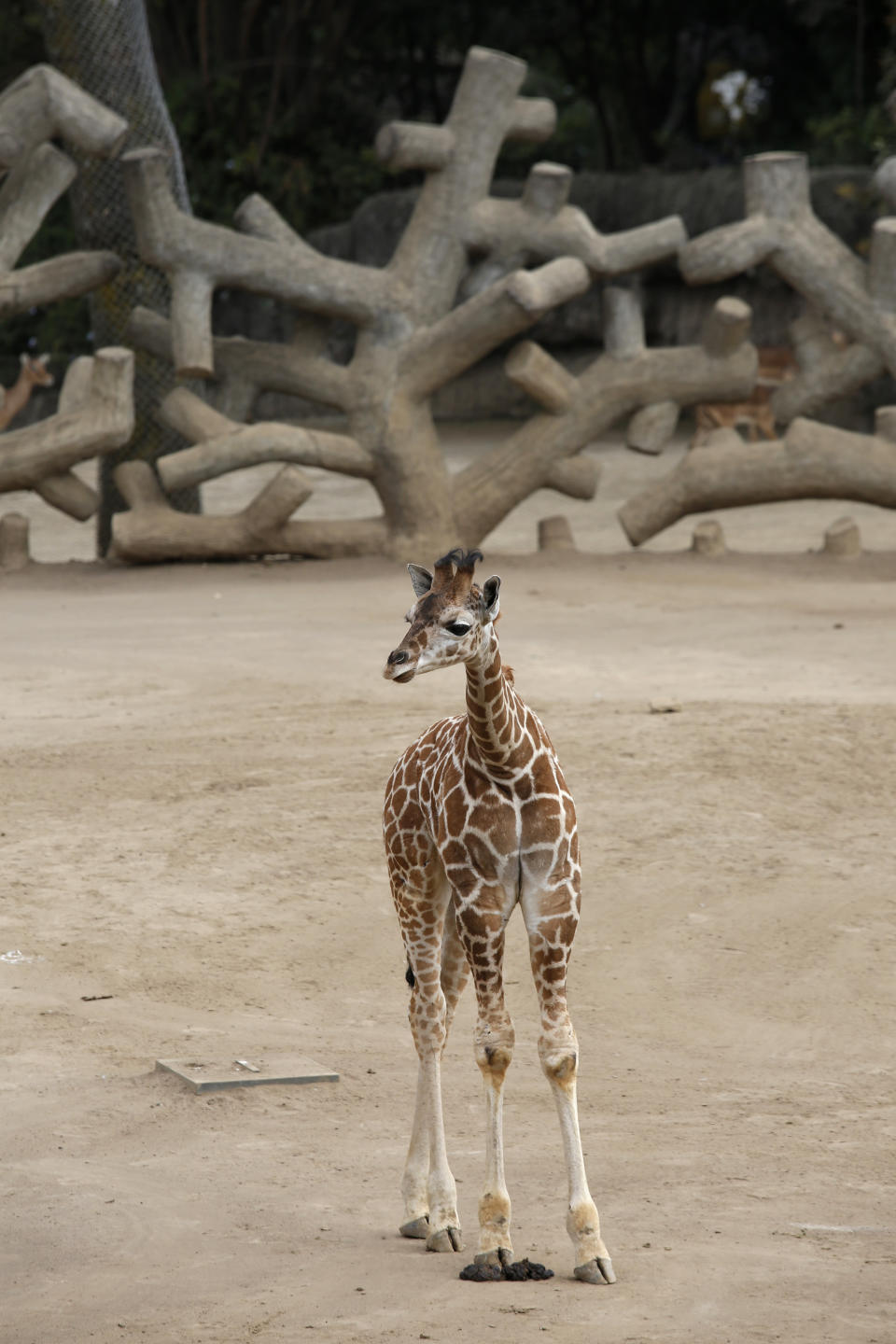 A two-month-old giraffe stands in her enclosure at the Chapultepec Zoo in Mexico City, Sunday, Dec. 29, 2019. The Mexico City zoo is celebrating its second baby giraffe of the year. The female giraffe was unveiled this week after a mandatory quarantine period following her Oct. 23 birth. She will be named via a public vote. (AP Photo/Ginnette Riquelme)