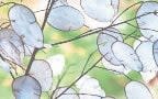 The lunaria annua are like paper moons - Getty