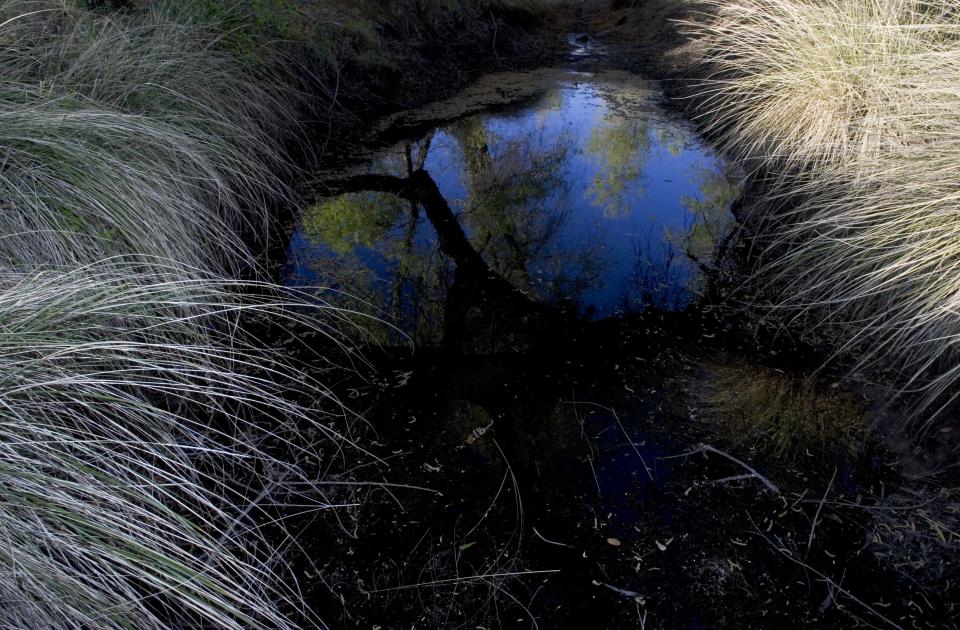 Agua Dulce Creek, at the headwaters of the San Pedro River, Sonora, Mexico.