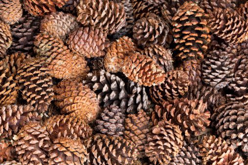 Pinecones