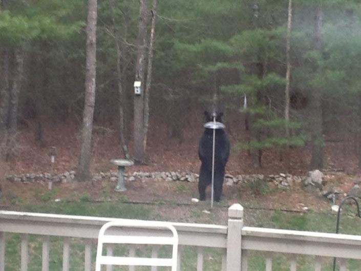 The Rhode Island Department of Environmental Management posted this image of a black bear by a bird feeder with its advisory on avoiding encounters with the bears.