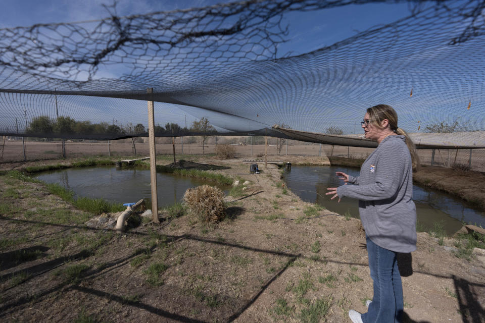 Jessica Humes, Environmental Project Manager for the Imperial Irrigation District, looks over a pond refuge for the desert pupfish, Friday, March 22, 2024, in Imperial, Calif. The Imperial Irrigation District created a plan to scale back draws from the Colorado River in a bid to preserve the waterway following years of drought. But a tiny, tough fish got in the way. The proposal to pay farmers to temporarily stop watering forage crops this summer has environmentalists concerned that irrigation drains could dry up, threatening the fish, she said. (AP Photo/Gregory Bull)