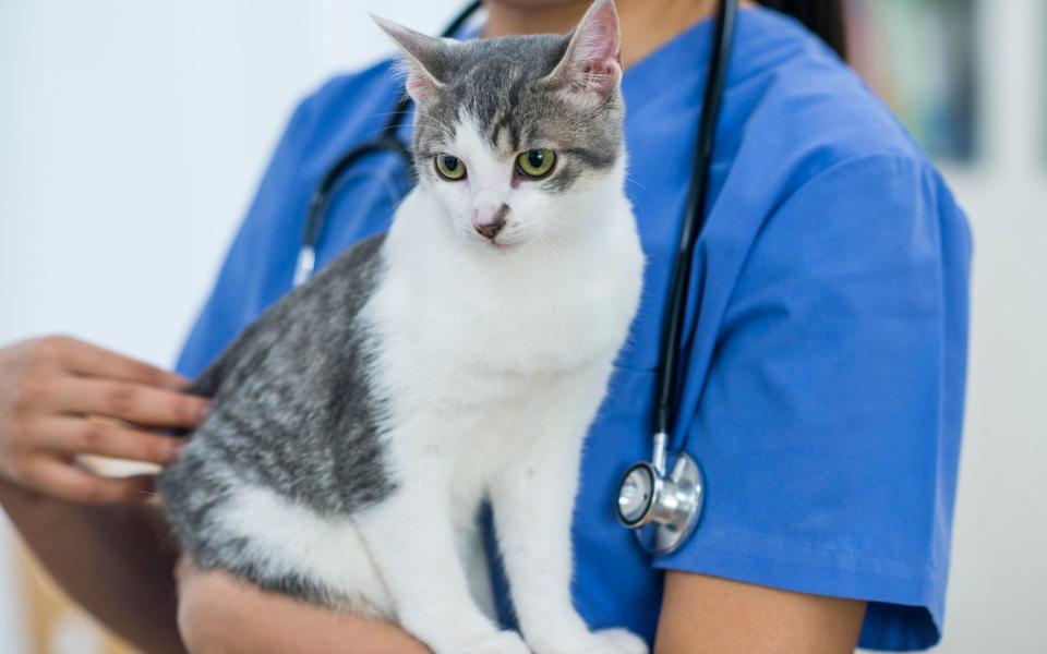 Vet holding a cat