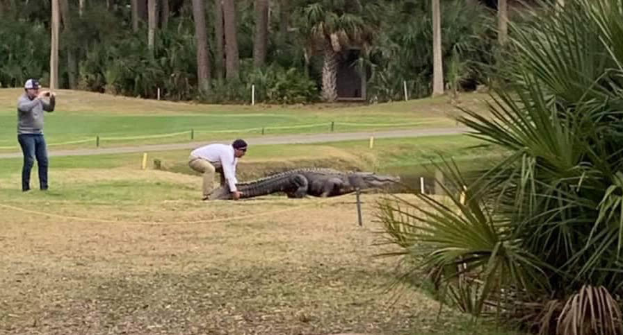 A man pictured holding an alligator's tail at Fripp Island Resort, in the US state of South Carolina.