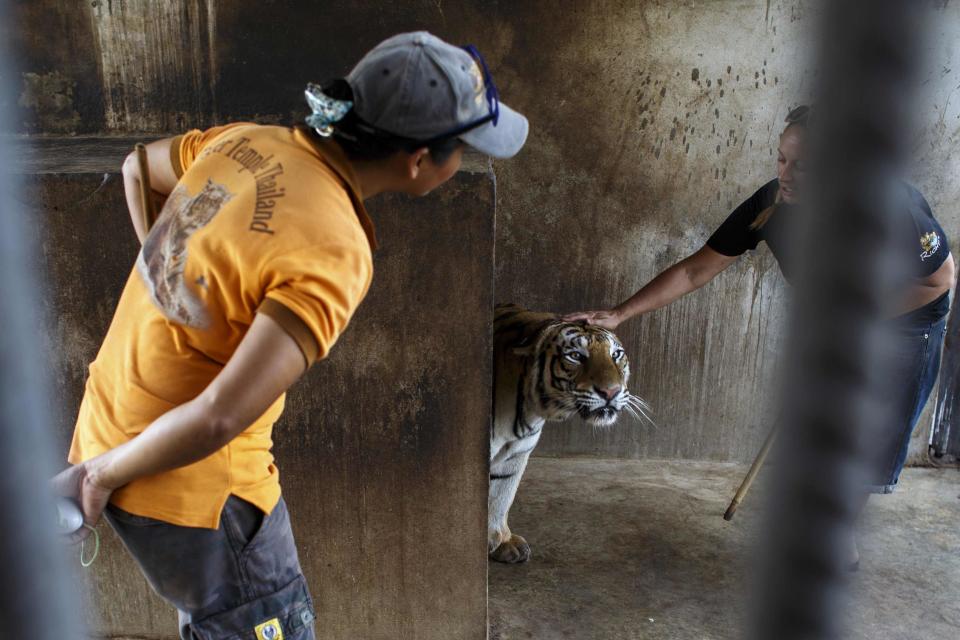 The Tiger Temple