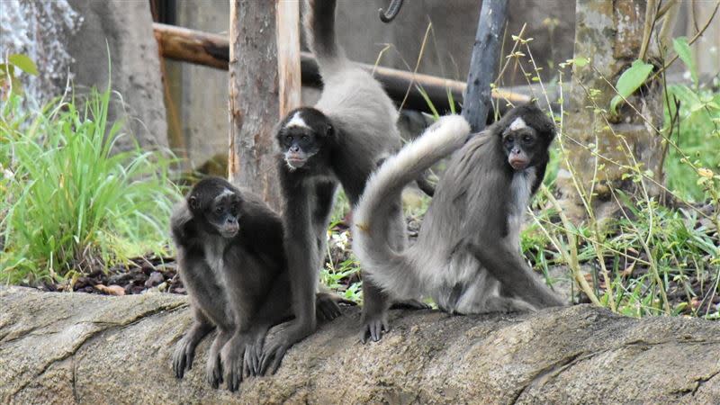 猴子。（資料圖／台北市立動物園提供）