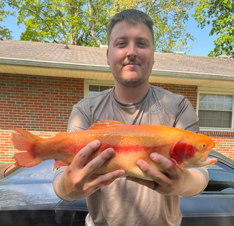 Ty Jones caught this rainbow trout in Spring Creek in Relieance, Tennessee