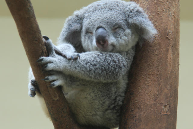 Cute baby koala smashes into a tree but recovers like a champ