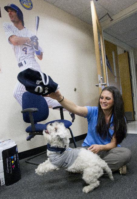 Brewers ticket office manager Brianna Tavilla plays with Hank, a stray dog that the Brewers recently found wandering their practice fields at Maryvale Baseball Park, on Friday, Feb. 21, 2014, in Phoenix. The team and staff have been taking care of Hank since he was found at the park on President's Day. Hank is named after Hank Aaron. (AP Photo/The Arizona Republic, Cheryl Evans) MARICOPA COUNTY OUT; MAGS OUT; NO SALES