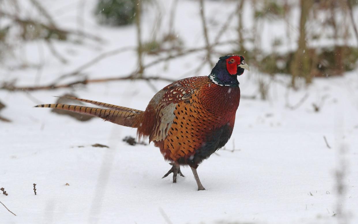 The pheasants released into the wild will not be shot until lockdown ends - Owen Humphreys/PA Wire