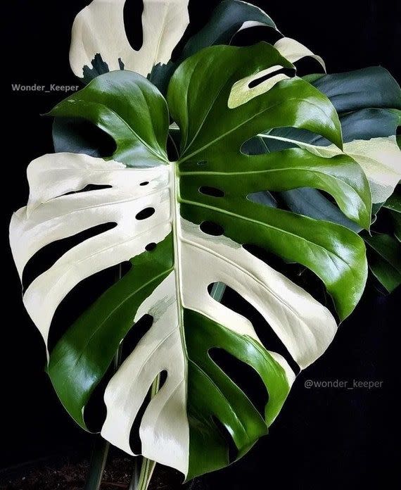 <p><a href="https://go.redirectingat.com?id=74968X1596630&url=https%3A%2F%2Fwww.etsy.com%2Flisting%2F1227560313%2Fmonstera-deliciosa-albo-variegata&sref=https%3A%2F%2F" rel="nofollow noopener" target="_blank" data-ylk="slk:Shop Now;elm:context_link;itc:0;sec:content-canvas" class="link ">Shop Now</a></p><p>Monstera Variegata</p><p>etsy.com</p><p>$20.17</p><span class="copyright">MPGIFTCOLLECTION/ Etsy </span>