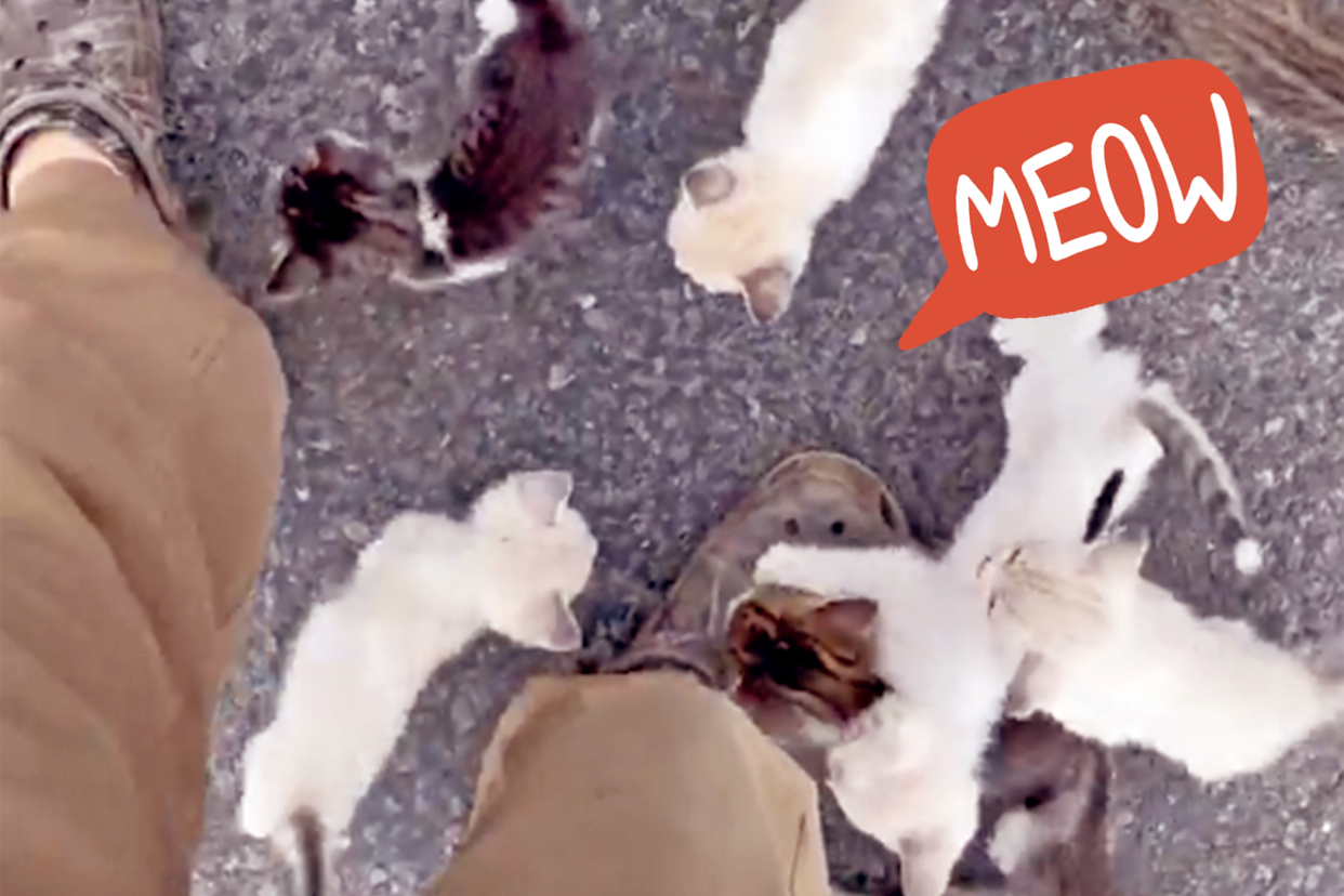 stray kittens surrounding man's legs looking for a rescue