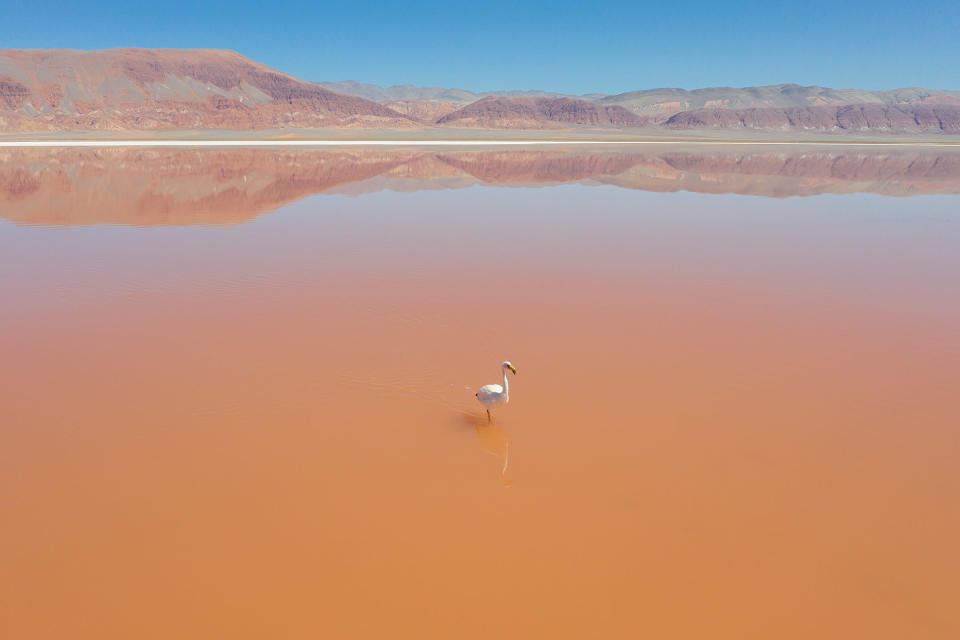 Flamingos found in the brine lagoon near where Lake Resources' Kachi project will be developed. Mining expansion in the Andes could affect a fragile ecosystem home to flamingoes and other animals.<span class="copyright">Sebastián López Brach for TIME</span>