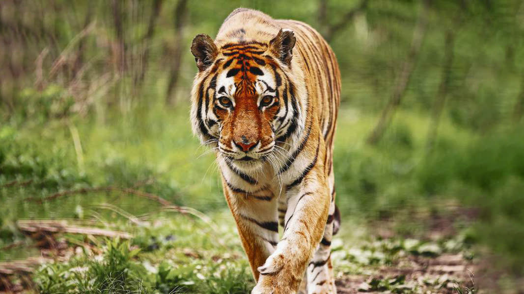  Bengal tiger. 