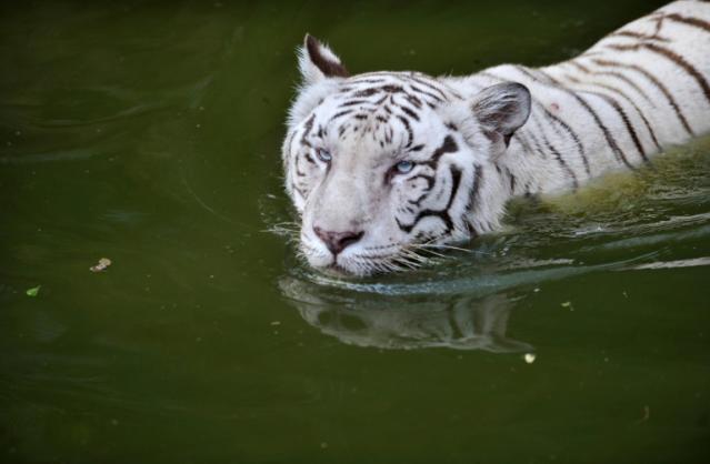 White tiger cubs maul keeper to death in India, India