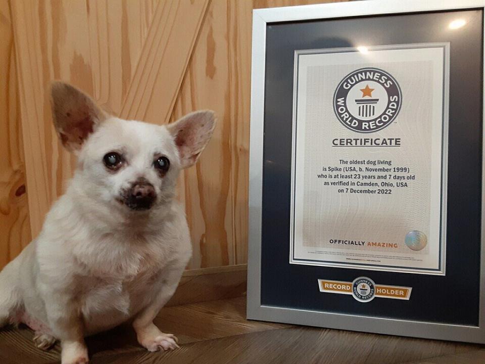 SPIKE DE 23 ANOS É O CÃO MAIS VELHO DO MUNDO.  A mistura de Chihuahua de 12,9 libras de Ohio é oficialmente o cão mais velho do mundo