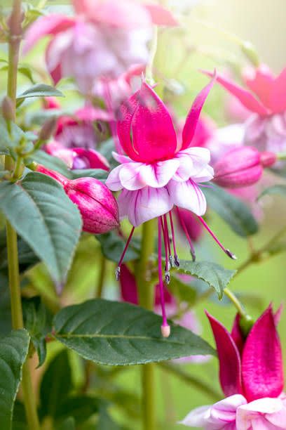 fuchsia flower in dark pink and light pink with green flowers