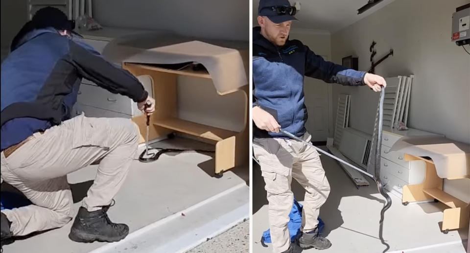 A man behinds down to capture a snake inside a garage (left) and a man holds a snake up