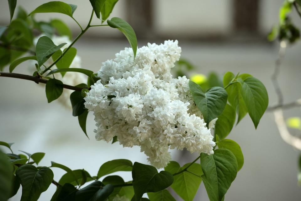 close up of white lilac