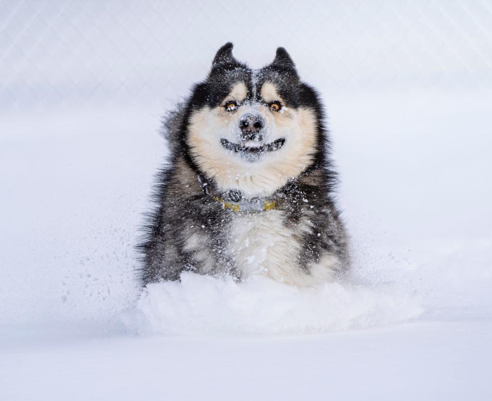 A dog plays in the snow.