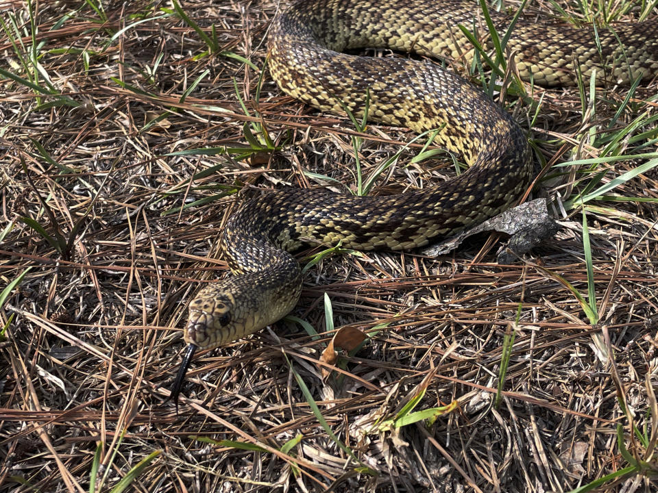 This photo provided the U.S. Fish and Wildlife Service shows “Mr. Snake,” a threatened Louisiana pinesnake kept for education and outreach, on July 11, 2022, at the USFS office in the Evangeline Unit of the Calcasieu District of Kisatchie National Forest, near Alexandria, La. The U.S. government has proposed protecting four areas in Louisiana and two in Texas as critical habitat for the constrictor, which eats pocket gophers and takes over their burrows in longleaf pine savannas. (Ian Fischer/U.S. Fish and Wildlife Service via AP)