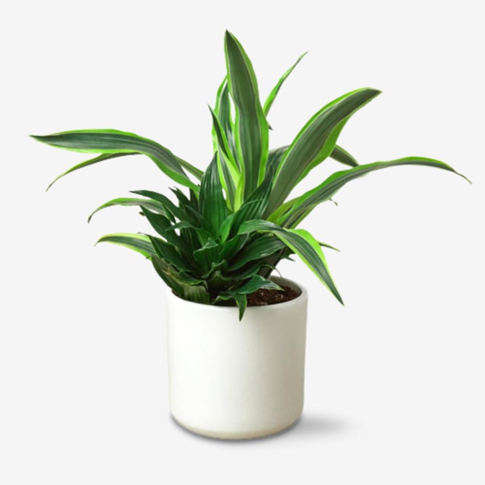 <p><a href="https://go.redirectingat.com?id=74968X1596630&url=https%3A%2F%2Fwww.bespokepost.com%2Fstore%2Fppc-pre-potted-dracaenas-duo&sref=https%3A%2F%2Fwww.esquire.com%2Flifestyle%2Fg45501225%2Fbest-plant-gifts%2F" rel="nofollow noopener" target="_blank" data-ylk="slk:Shop Now;elm:context_link;itc:0;sec:content-canvas" class="link ">Shop Now</a></p><p>Pre-Potted Dracaenas Duo</p><p>bespokepost.com</p><p>$98.00</p>