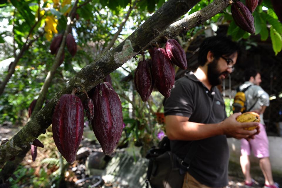 Vietnamese chocolate has been described as <a href="https://www.nytimes.com/2016/03/06/t-magazine/food/marou-vietnamese-chocolate.html" target="_blank" rel="noopener noreferrer">"unlike any other."</a>&nbsp;Tourists with a sweet tooth can explore the offerings from <a href="https://marouchocolate.com/" target="_blank" rel="noopener noreferrer">Marou﻿</a> or <a href="http://www.azzan.vn/" target="_blank" rel="noopener noreferrer">Azzan</a>, which both <a href="https://damecacao.com/tour-cocoa-plantation-vietnam/" target="_blank" rel="noopener noreferrer">offer tours</a>.