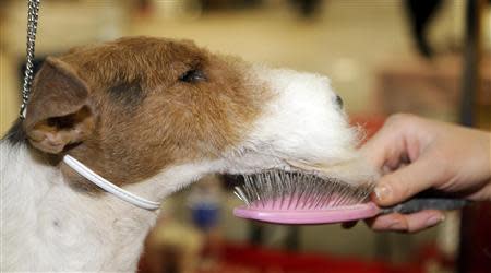 Joey, a Wire Fox Terrier, gets his chin brushed during the 138th Westminster Kennel Club Dog Show in New York, February 11, 2014. REUTERS/Ray Stubblebine