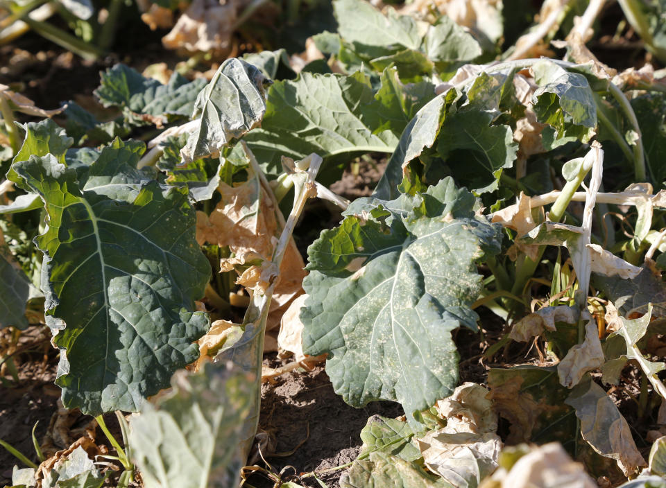 In this Dec. 18, 2013 photo are dormant canola plants in a field near El Reno, Okla. U.S. farmers say the federal government’s recent announcement that it wants to ban unhealthy trans fats could mean big things for the nation’s canola industry. Canola is primarily harvested for an oil that is low in saturated fat and used as a replacement for trans fats. (AP Photo/Sue Ogrocki)