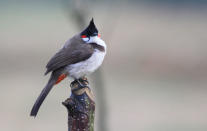 <b>Red-whiskered Bulbul:</b> This common bird is called Sipahi (soldier) bulbul maybe because of its moustache and helmet.