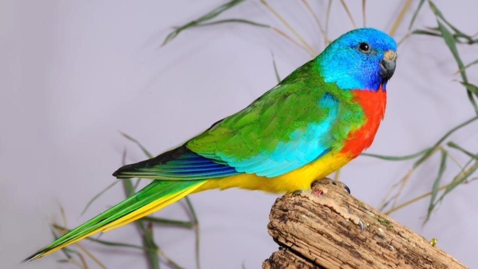 Scarlet-chested parrot