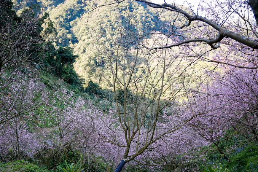 三峽大熊櫻花林