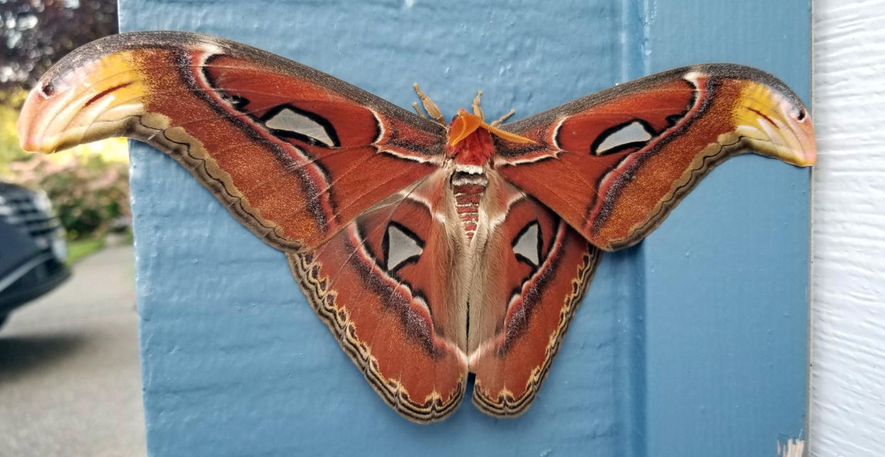 Atlas moths are not native to the U.S. They are considered one of the largest moths in the world. (WSDA)