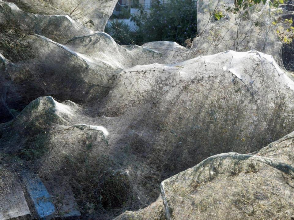 Tetragnatha spiders weave huge webs during mating season (EPA / Giannis Giannakopoulos)