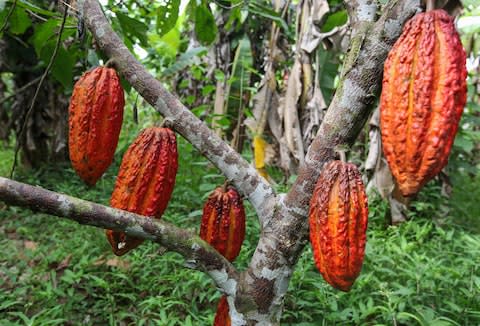 Cacao plants in a rainforest in Peru - Credit: AP