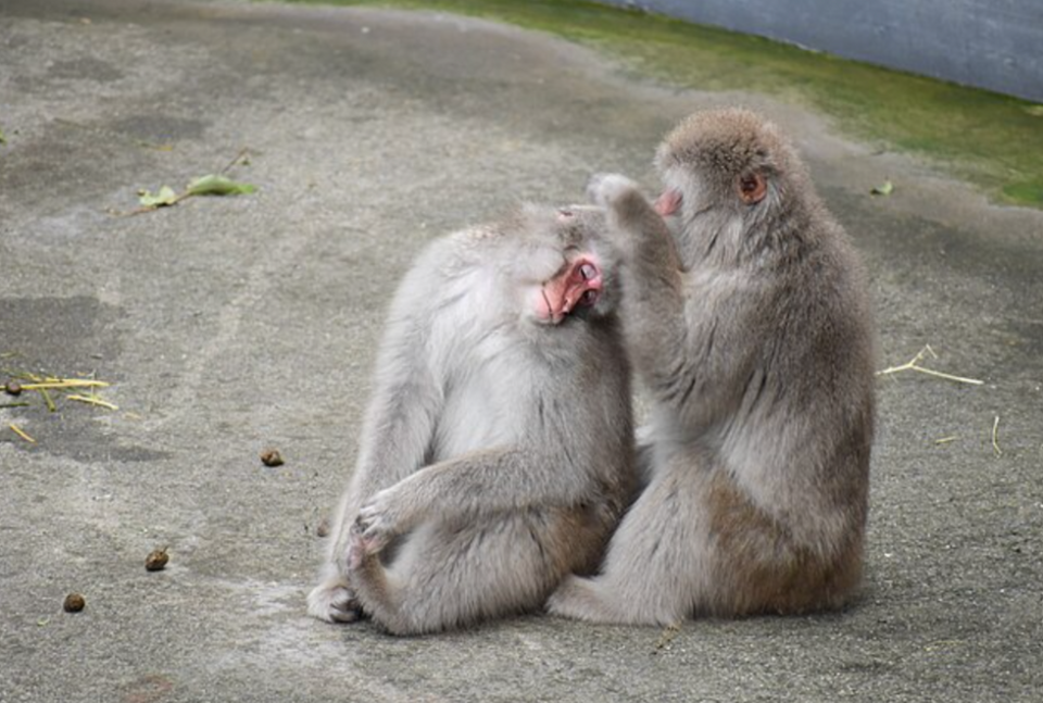 Japanese Macaques