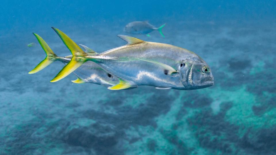 Photo of two crevalle jack swimming near Florida