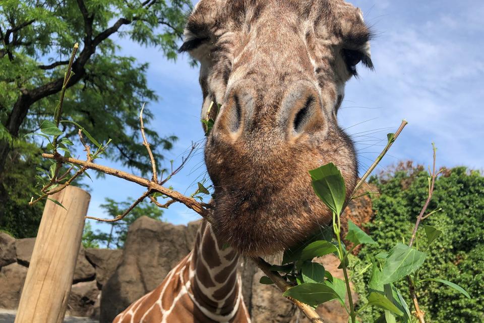 A Giraffe eating at the Philadelphia Zoo