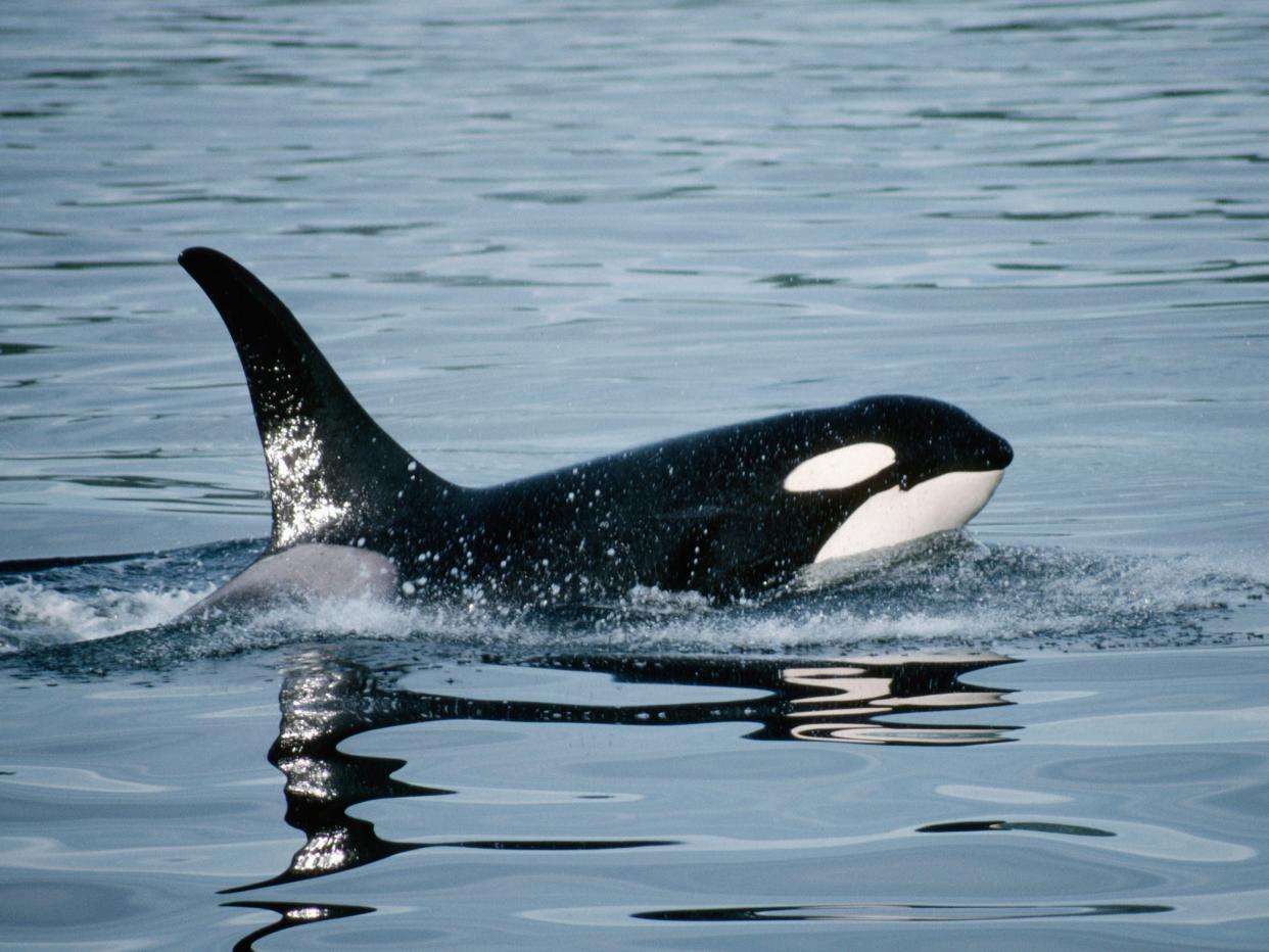 An orca