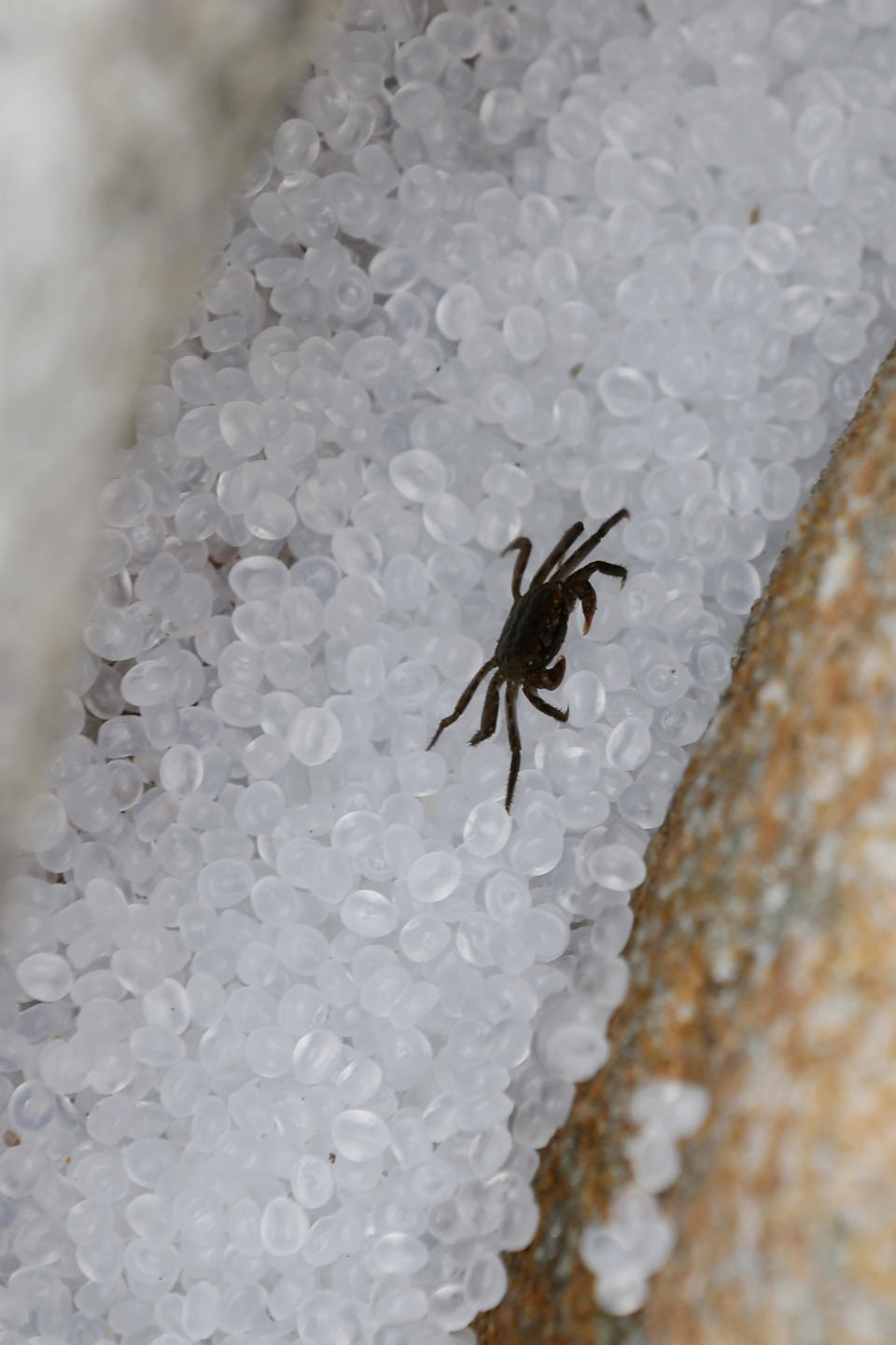 A crab walks on plastic pellets washed up on a bank of Lamma island during a cleanup operation in Hong Kong Sunday, Aug. 5, 2012. Hong Kong government said about 150 tons of the pellets were spilled into the sea from a vessel when Typhoon Vicente hit two weeks ago, and some of the pellets drifted into fish farms. (AP Photo/Kin Cheung)