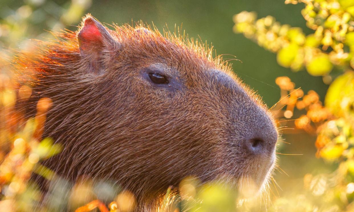 <span>A capybara in its native South American habitat.</span><span>Photograph: Fredrik Stenstrom/Alamy</span>