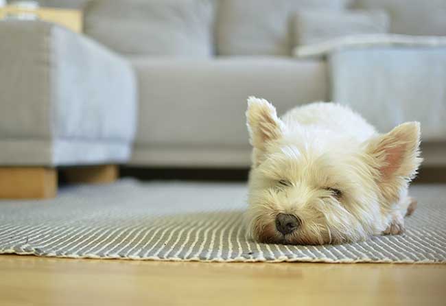 La falta de paseos puede repercutir en su salud y en su temperamento