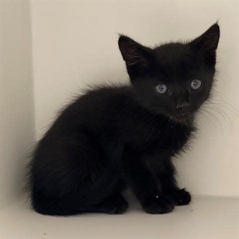 This adorable 9-week-old neutered male black kitten won't be available long. To meet Licorice, call 405-216-7615 or visit the Edmond Animal Shelter, 2424 Old Timbers Drive.