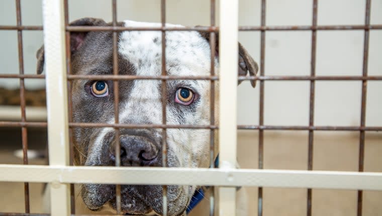 68 dogs rescued from 'hoarding situation' in Indiana