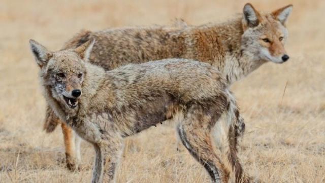 Man Wants Emotional Support Animal Back - It's A Coyote