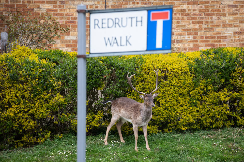 ROMFORD, ENGLAND - APRIL 02: Fallow deer from Dagnam Park rest and graze on the grass outside homes on a housing estate in Harold Hill, near Romford on April 02, 2020 in Romford, England. The semi-urban deer are a regular sight in the area around the park but as the roads have become quieter due to the nationwide lockdown, the deer have staked a claim on new territories in the vicinity. The Coronavirus (COVID-19) pandemic has spread to many countries across the world, claiming over 40,000 lives and infecting hundreds of thousands more. (Photo by Leon Neal/Getty Images)